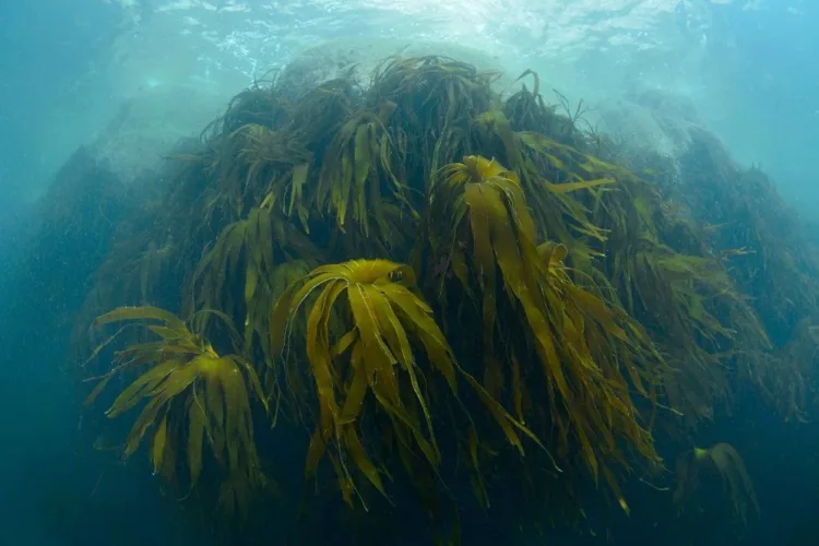 NEW OIL AND GAS LICENCES THREATEN PROTECTED OCEAN HABITATS
