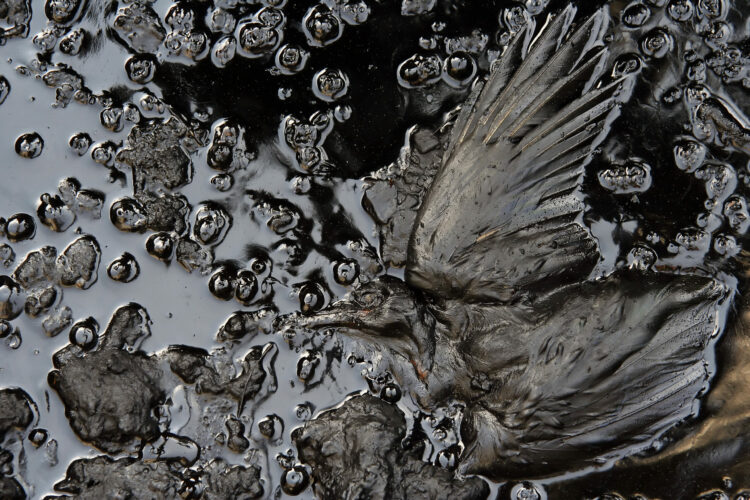 Suspected oil spill revealed as MPs debate Offshore Oil Bill