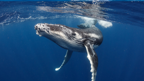 How to be a whale